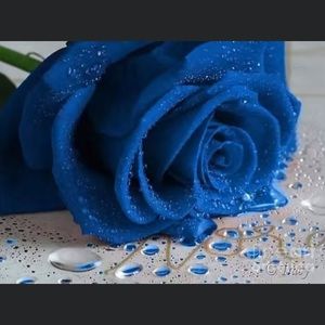 Meet your Posher, Renae